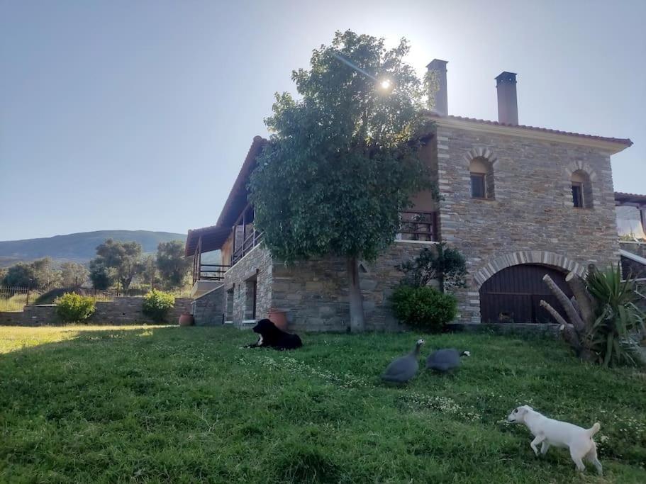 "Venus" Apartment Agios Vlasios  Exterior photo